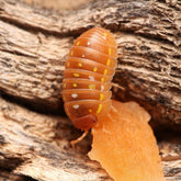 Armadillidium Frontetriangulum “Orange Corfu”